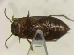 Hubbell's Predaceous Diving Beetle thumbnail 1
