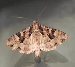 Ignorant Apamea Moth thumbnail 2