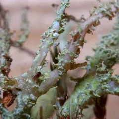 Acutetip Cup Lichen thumbnail 2