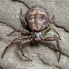 Brown-legged Crab Spider thumbnail 3