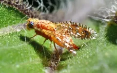 Paracantha cultaris thumbnail 3