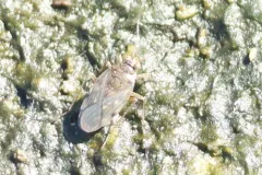 Pentacora sphacelata thumbnail 2
