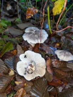 Tricholoma nigrum thumbnail 1