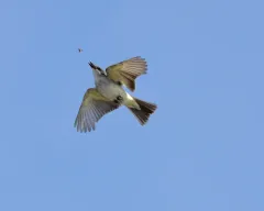 Gray Kingbird thumbnail 2