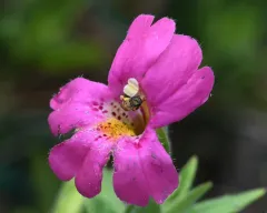 Hairy Sweat Bee thumbnail 2