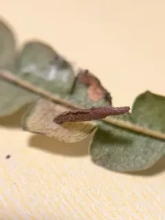 Coleophora gaylussaciella thumbnail 2