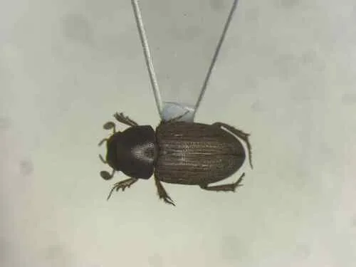 Alloblackburneus lentus