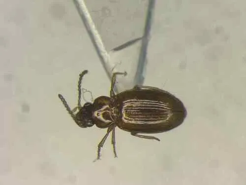 Elaphropus tripunctatus