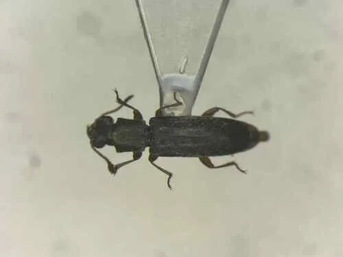 Velvety Powder-post Beetle