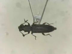 Velvety Powder-post Beetle thumbnail 1
