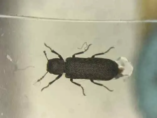 Lichenophanes mutchleri