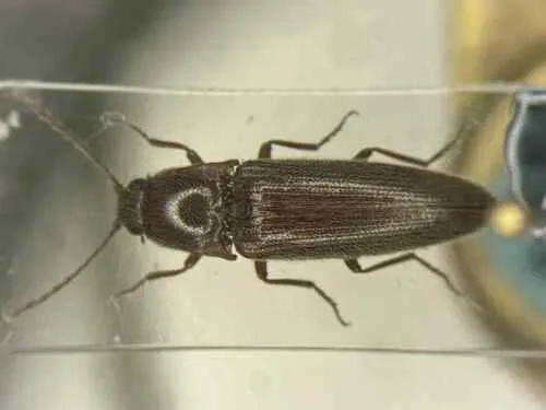 Melanotus testaceus