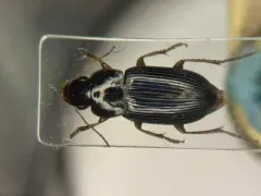 Selenophorus opalinus thumbnail 1