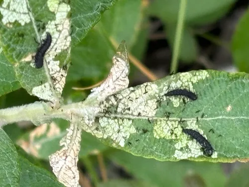 Altica bimarginata