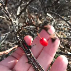 Japanese barberry thumbnail 4