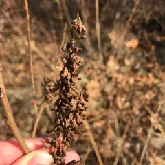 false indigo bush thumbnail 2