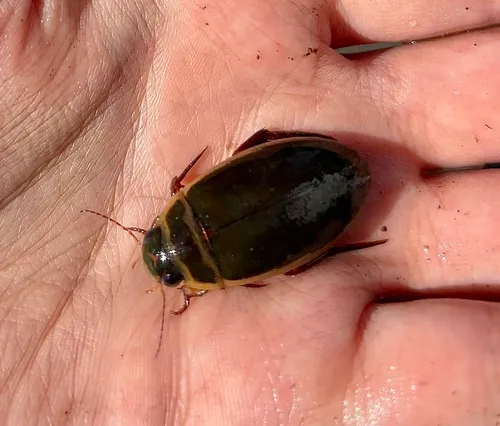 Giant green water beetle