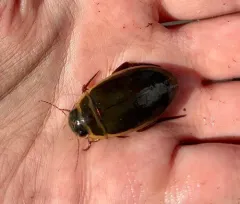 Giant green water beetle thumbnail 1
