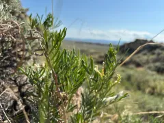 Nelson's Milkvetch thumbnail 2