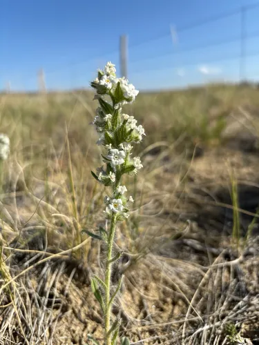 Rollins' Cryptantha
