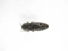 Covered Click Beetle thumbnail 2
