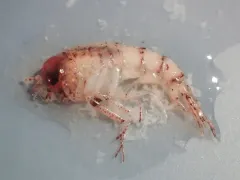 Themisto compressa thumbnail 2