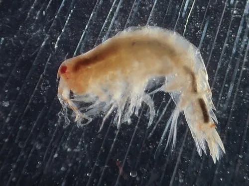 Tiron spiniferus
