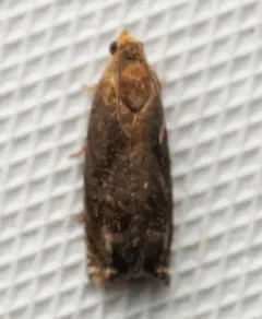 Hickory Shuckworm Moth thumbnail 1