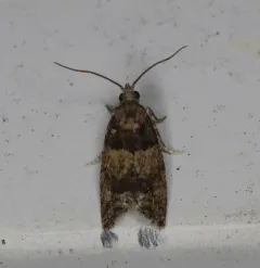 Red-striped Needleworm Moth thumbnail 3