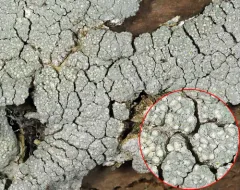 Rimmed Wart Lichen thumbnail 2