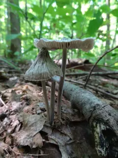 grooved bonnet thumbnail 2