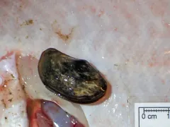 Broad yoldia thumbnail 3