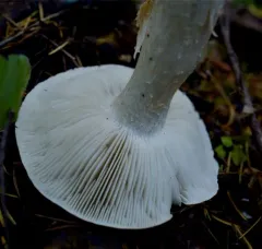 Spotted tricholoma thumbnail 3
