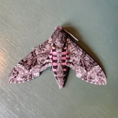 Pink-spotted Hawkmoth thumbnail 3