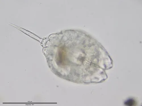 Lecane bulla