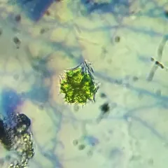 Sorastrum spinulosum thumbnail 1