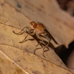Scoliocentra flavotestacea thumbnail 3