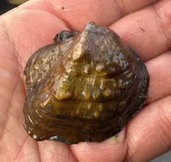 Monkeyface Mussel thumbnail 3