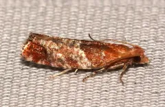 Epinotia castaneana thumbnail 4