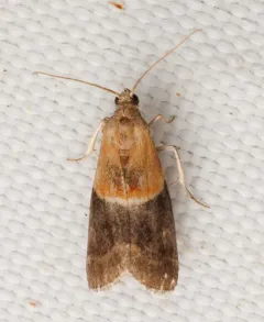 Walnut Shoot Moth thumbnail 3