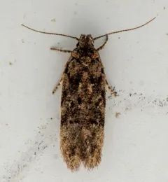 Xenolechia ontariensis thumbnail 2