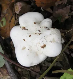 robust clitocybe thumbnail 4