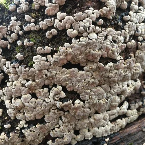 ceramic parchment