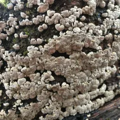 ceramic parchment