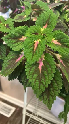 Coleus thumbnail 2