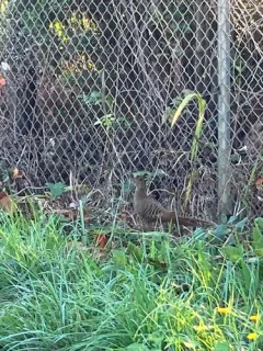 Golden Pheasant thumbnail 3