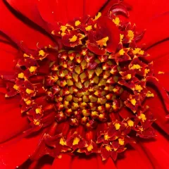 Elegant Zinnia thumbnail 2