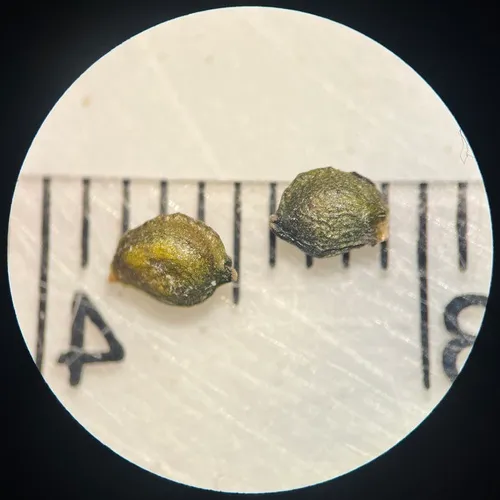 Bluntleaf Pondweed