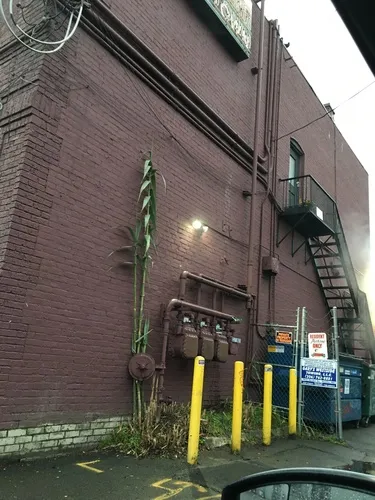 giant reed