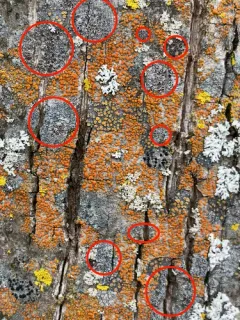Myriolecis sambuci thumbnail 4